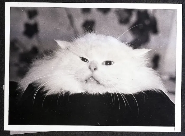 Framed Print : Furry White Cat Framed Print : Furry White Cat