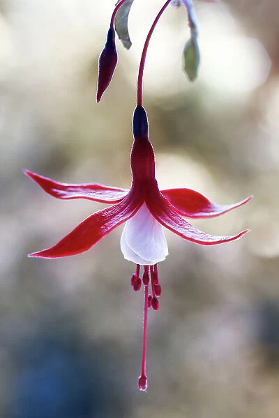 Fuschia. The pretty red and white flower of the Fuschia plant