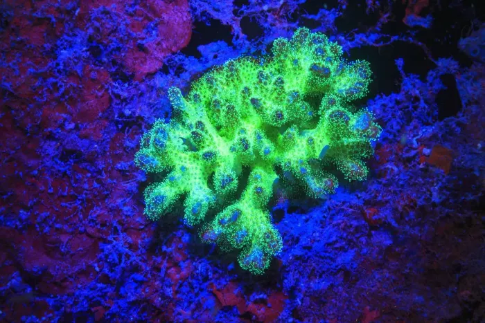 Framed Print : Fused Staghorn Coral Fluorescing, Palau, Rock Islands, Micronesia Framed Print : Fused Staghorn Coral Fluorescing, Palau, Rock Islands, Micronesia