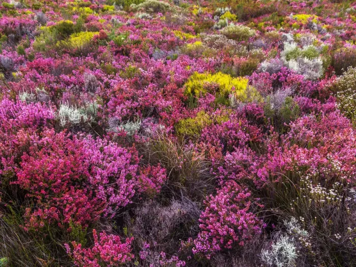 Framed Print : fynbos, bio-diversity, floral kingdom, indigenous, heather, shrubs, mountains cape Framed Print : fynbos, bio-diversity, floral kingdom, indigenous, heather, shrubs, mountains cape