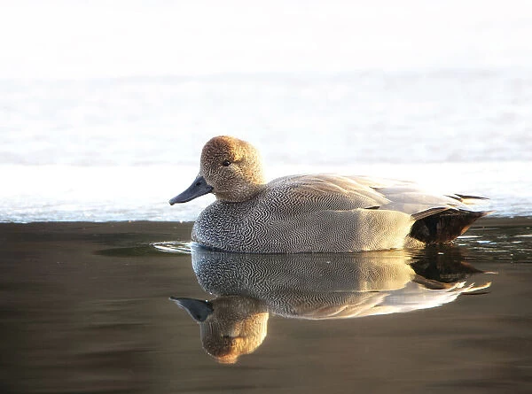 Gadwall Drake (Anas strepera) Against Ice at Brightwaters
