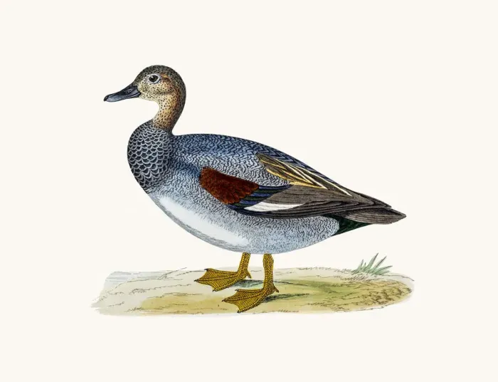 Framed Print : Gadwall Duck Waterfowl bird Framed Print : Gadwall Duck Waterfowl bird