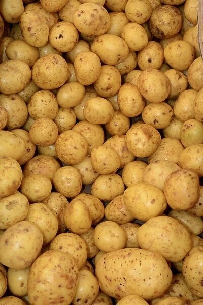 Gala Potatoes -Solanum tuberosum-