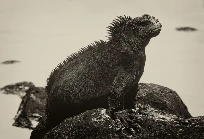 Framed Print : GalAapagos Marine Iguana