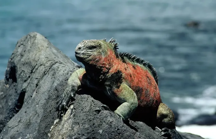 Framed Print : GalAapagos Marine Iguana