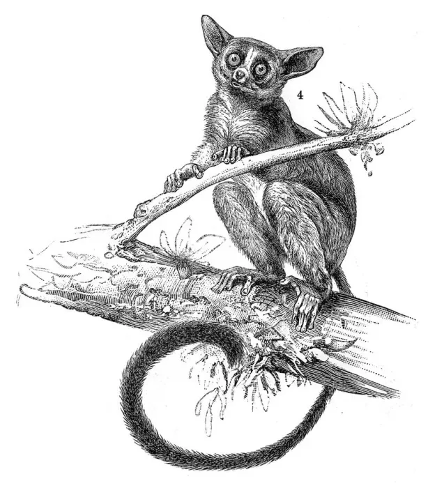 Framed Print : Galago engraving 1895 Framed Print : Galago engraving 1895