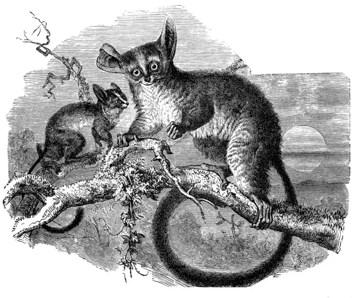 Framed Print : Galago (Otolicnus galago) Framed Print : Galago (Otolicnus galago)