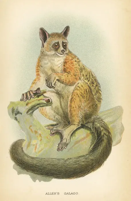 Framed Print : Galago primate 1894 Framed Print : Galago primate 1894