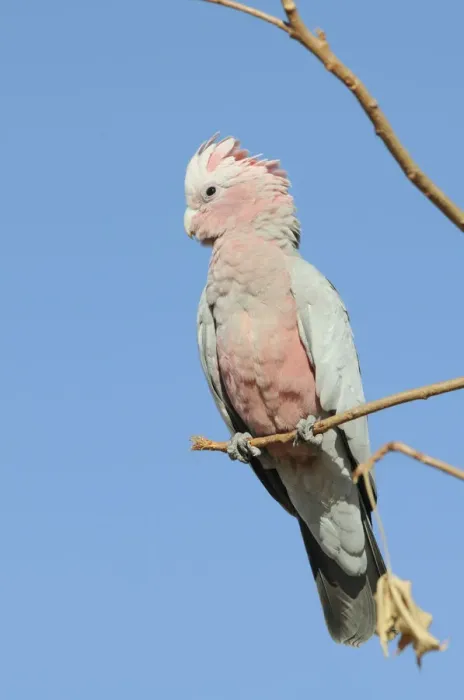Framed Print : Galah (Eolophus roseicapillus), Australia Framed Print : Galah (Eolophus roseicapillus), Australia