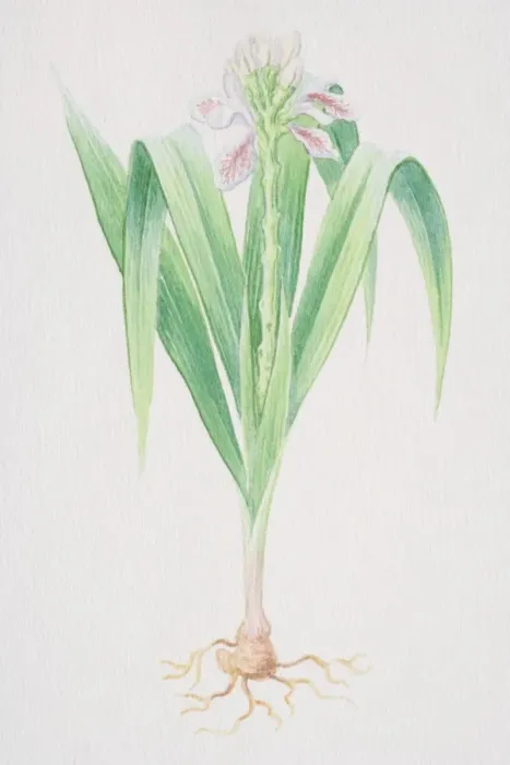 Framed Print : Galangal, Thai Ginger plant with pink flower
