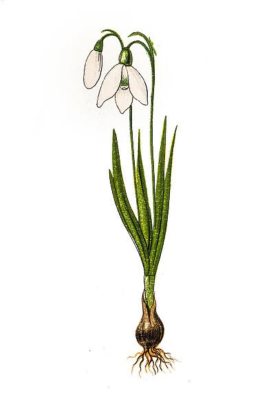 Galanthus nivalis, the snowdrop or common snowdrop