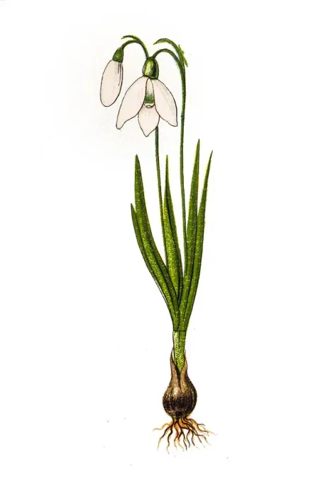 Framed Print : Galanthus nivalis, the snowdrop or common snowdrop Framed Print : Galanthus nivalis, the snowdrop or common snowdrop