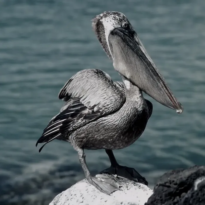Framed Print : Galapagos Brown Pelican Framed Print : Galapagos Brown Pelican