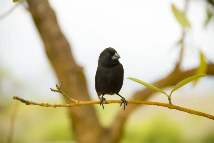 Framed Print : Galapagos finch bird Framed Print : Galapagos finch bird