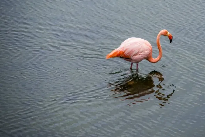 Framed Print : Galapagos Flamingo Framed Print : Galapagos Flamingo