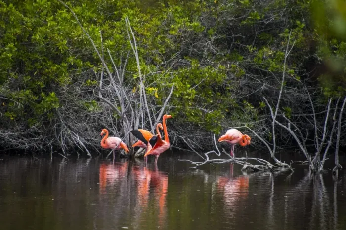 Framed Print : Galapagos Flamingo Framed Print : Galapagos Flamingo
