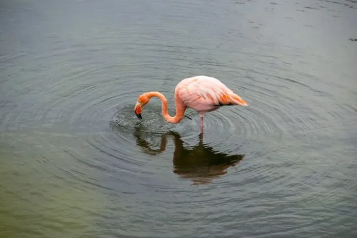 Framed Print : Galapagos Flamingo Framed Print : Galapagos Flamingo
