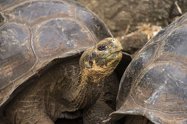 Galapagos Giant tortoise
