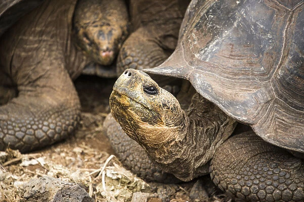 Galapagos Giant tortoise