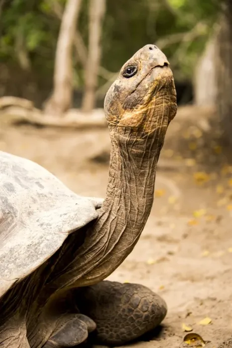 Framed Print : Galapagos Giant Tortoise Framed Print : Galapagos Giant Tortoise