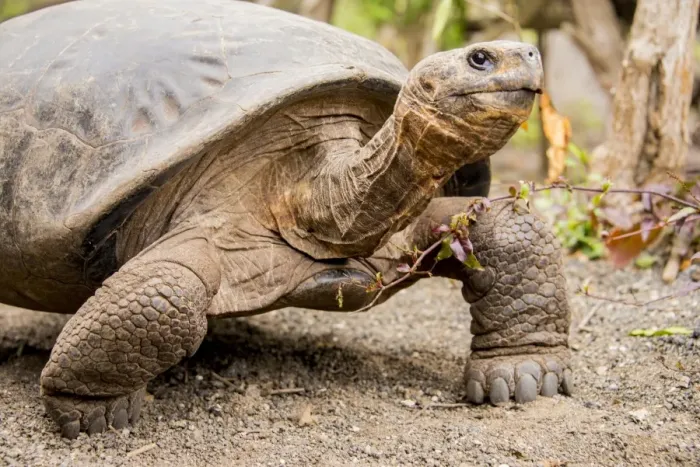 Framed Print : Galapagos Giant Tortoise Framed Print : Galapagos Giant Tortoise
