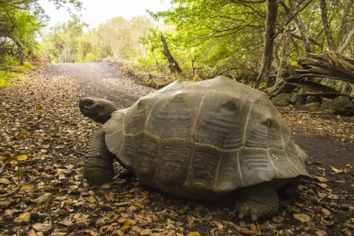 Framed Print : Galapagos Giant Tortoise Framed Print : Galapagos Giant Tortoise