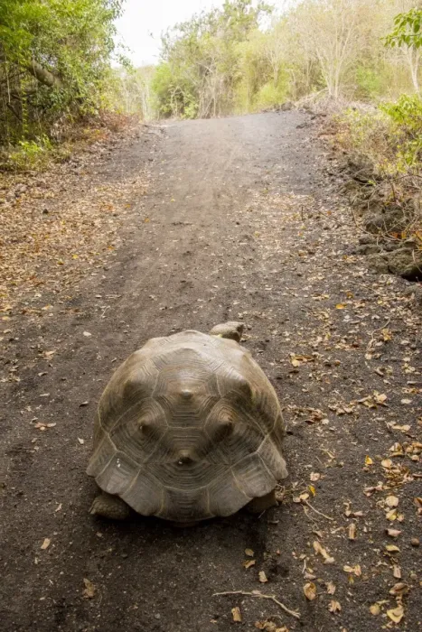 Framed Print : Galapagos Giant Tortoise Framed Print : Galapagos Giant Tortoise