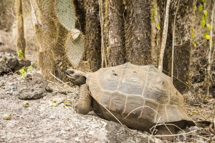 Framed Print : Galapagos Giant Tortoise Framed Print : Galapagos Giant Tortoise