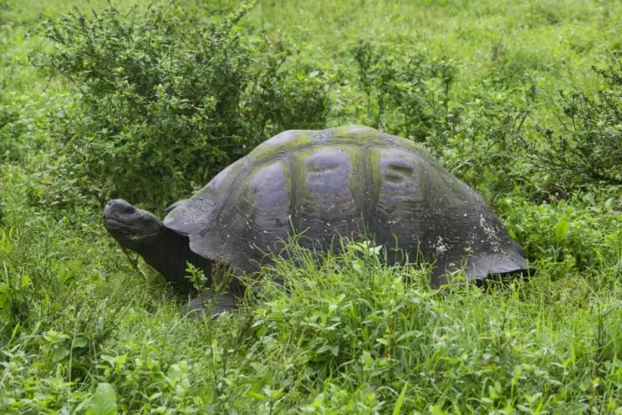 Framed Print : Galapagos Giant Tortoise -Chelonoidis nigra-, Santa Cruz Island, Galapagos Islands, Ecuador Framed Print : Galapagos Giant Tortoise -Chelonoidis nigra-, Santa Cruz Island, Galapagos Islands, Ecuador