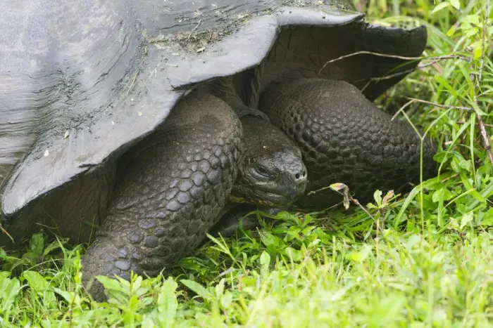 Framed Print : Galapagos Giant Tortoise -Chelonoidis nigra-, Santa Cruz Island, Galapagos Islands, Ecuador