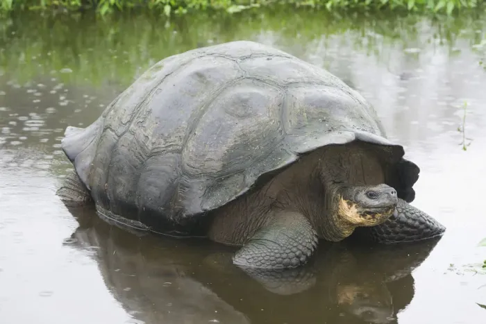 Framed Print : Galapagos Giant Tortoise -Chelonoidis nigra- in a pond, Santa Cruz Island, Galapagos Islands, Ecuador Framed Print : Galapagos Giant Tortoise -Chelonoidis nigra- in a pond, Santa Cruz Island, Galapagos Islands, Ecuador