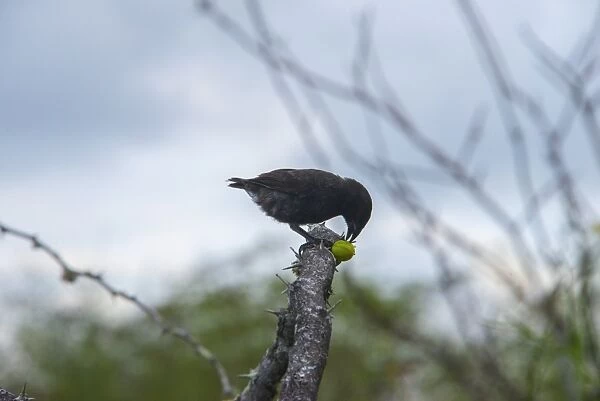 Galapagos Ground-Finch