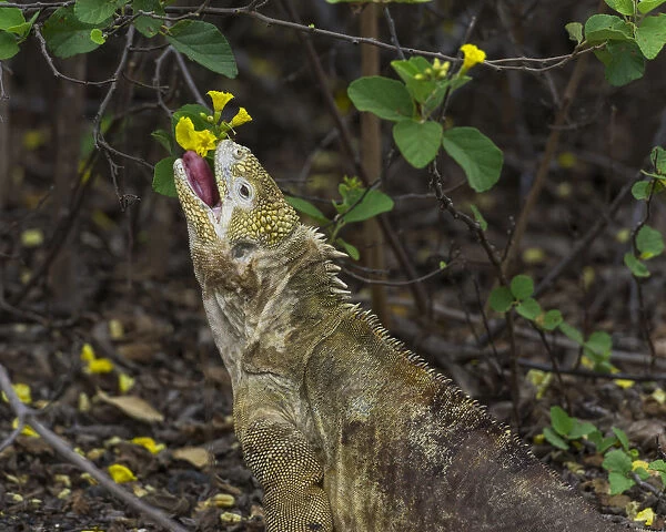 Galapagos Land Iguana -Conolophus subcristatus- feeding on a flower, Isabela Island, Galapagos Islands, Ecuador