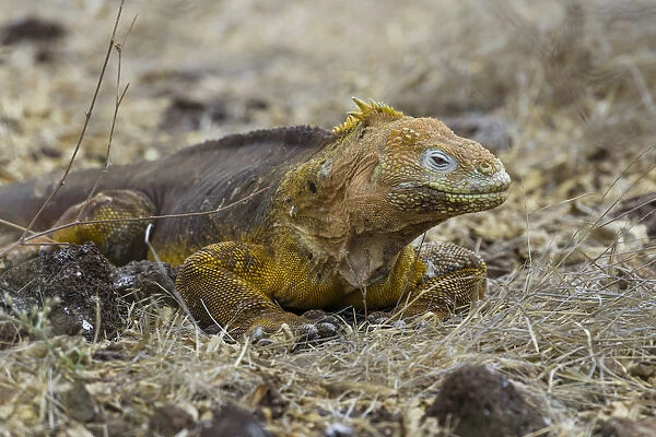 Galapagos Land Iguana -Conolophus subcristatus-, Seymour Norte, Galapagos Islands, Ecuador