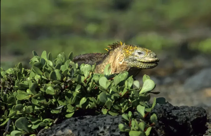 Framed Print : Galapagos Land Iguana (Conolophus subcristatus), Galapagos Framed Print : Galapagos Land Iguana (Conolophus subcristatus), Galapagos