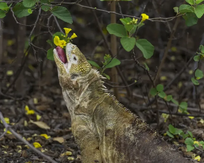 Framed Print : Galapagos Land Iguana -Conolophus subcristatus- feeding on a flower, Isabela Island, Galapagos Islands, Ecuador Framed Print : Galapagos Land Iguana -Conolophus subcristatus- feeding on a flower, Isabela Island, Galapagos Islands, Ecuador