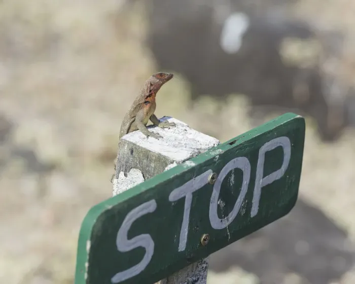 Framed Print : Galapagos Lava Lizard -Microlophus albemarlensis- on a stop sign, Espanola Island, Galapagos Islands, Ecuador Framed Print : Galapagos Lava Lizard -Microlophus albemarlensis- on a stop sign, Espanola Island, Galapagos Islands, Ecuador