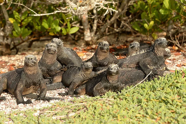 Galapagos marinhe Iguana