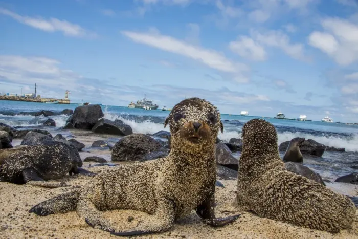 Framed Print : Galapagos Sea Lion