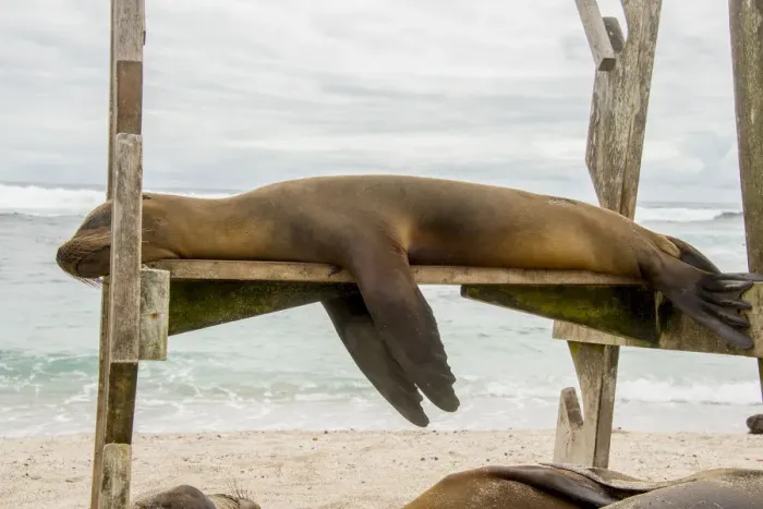 Framed Print : Galapagos Sea Lion Framed Print : Galapagos Sea Lion