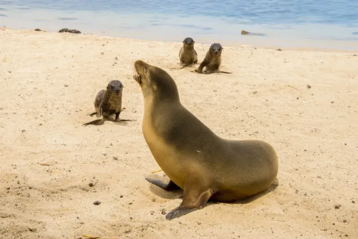 Framed Print : Galapagos Sea Lion Framed Print : Galapagos Sea Lion