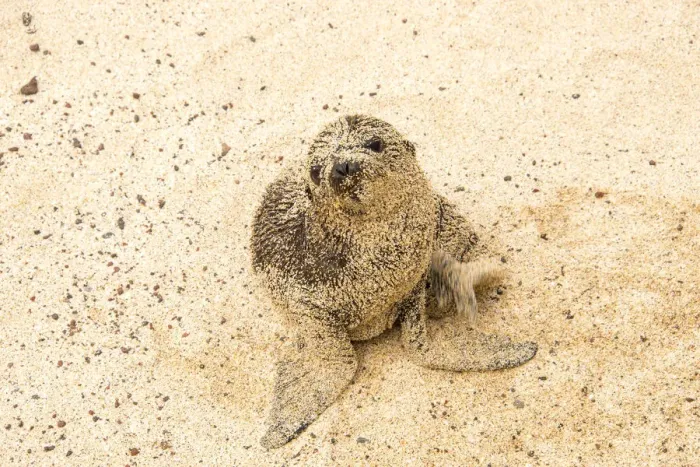 Framed Print : Galapagos Sea Lion