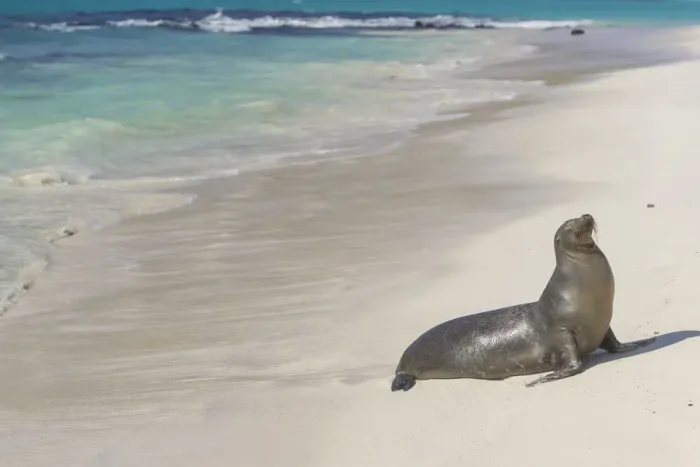 Framed Print : Galapagos Sea Lion -Zalophus wollebaeki- on the beach, San Cristobal Island, Galapagos Islands, Ecuador