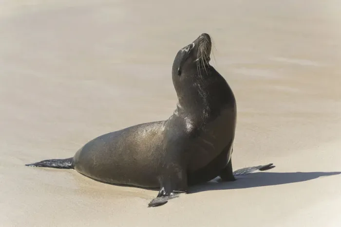 Framed Print : Galapagos Sea Lion -Zalophus wollebaeki- on the beach, San Cristobal Island, Galapagos Islands, Ecuador