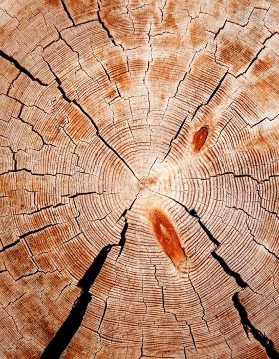 Framed Print : Galaxy. Cut down a tree. The construction of a new wooden church Framed Print : Galaxy. Cut down a tree. The construction of a new wooden church