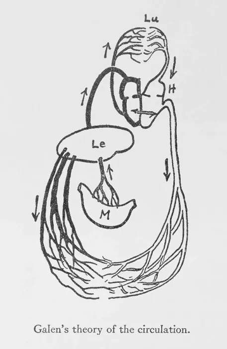 Framed Print : Galen's Theory of the Circulation Drawing Framed Print : Galen's Theory of the Circulation Drawing