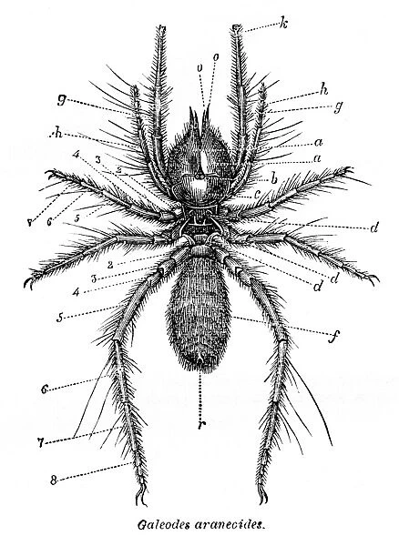 Galeodes spider engraving 1878