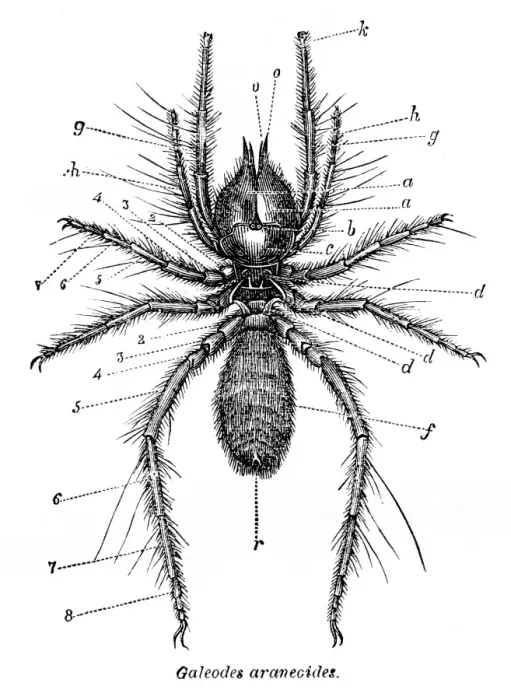 Framed Print : Galeodes spider engraving 1878 Framed Print : Galeodes spider engraving 1878