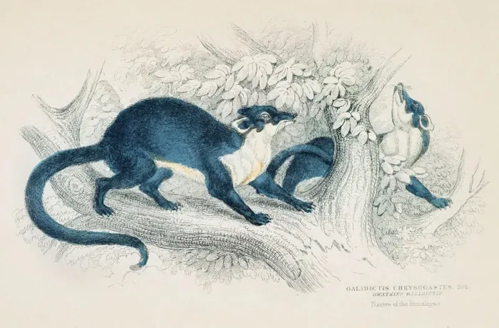 Framed Print : Galidictis Chrysogastes engraving 1855