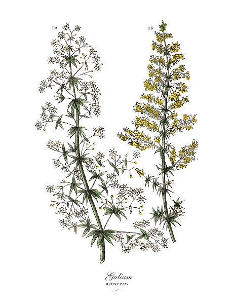Galium, Bedstraw Plants, Victorian Botanical Illustration